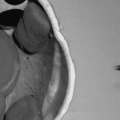 Helmets Galvion Batlskin Viper P4 Helmet High Style