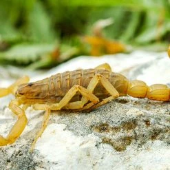 Novelties Lil Bugz Edible Scorpions, Superworms And Crickets